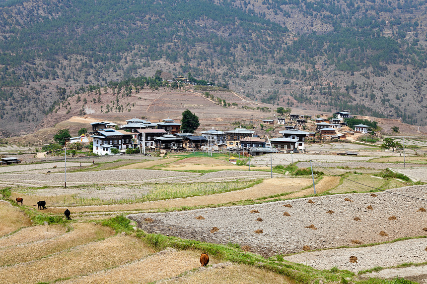 Punakha村的不丹村庄图片