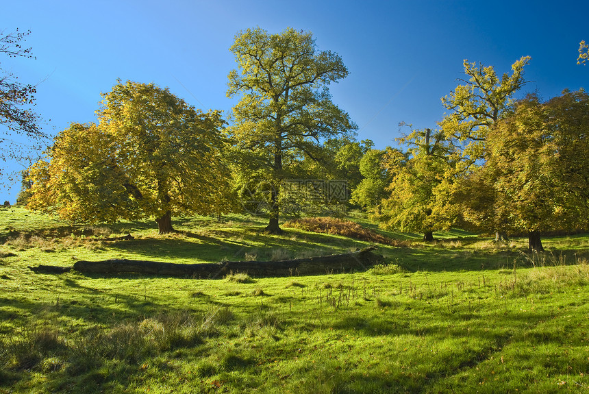 英国树英语环境叶子草地生态农田农场土地孤独国家图片