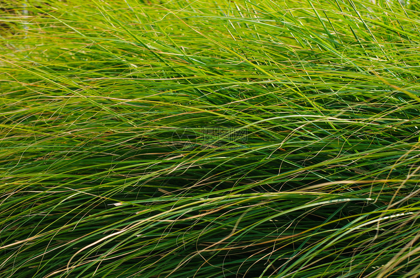 绿草叶背景牧场院子生态植物学阳光农场环境植物草地草皮图片