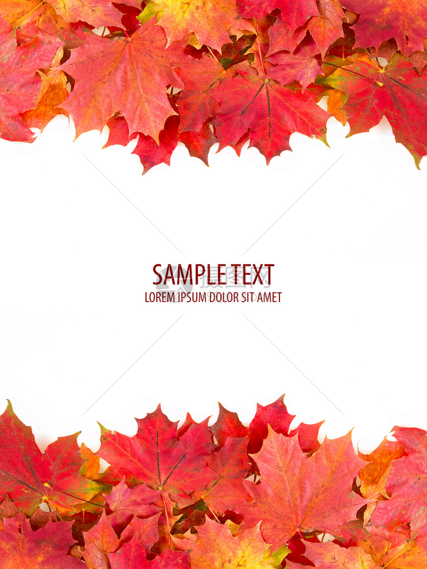 红秋假框架卡片边界白色边缘季节装饰树叶植物群红色叶子图片