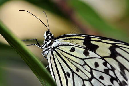 白树Nymmph蝴蝶昆虫动物翅膀意念传感器黑色白色若虫背景图片