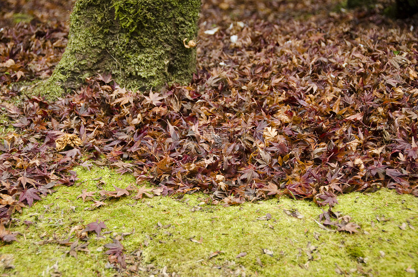 秋天的日本山坡叶背景与苔和树图片