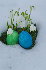 雪花莲上彩蛋季节性的自然高清图片