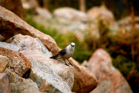 摇滚鸟鸟动物群岩石巨石背景图片