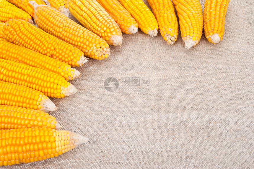 玉米的耳朵被撕裂在布隆普的背景上蔬菜金子收成核心棒子食物季节性黄色粮食图片