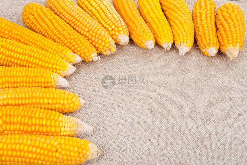 玉米的耳朵被撕裂在布隆普的背景上核心粮食食物金子蔬菜收成黄色棒子季节性图片