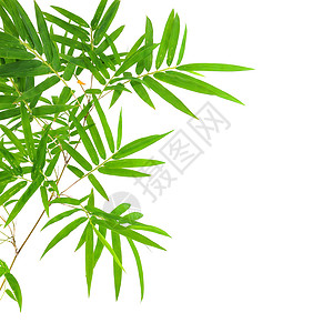 竹叶叶白色绿色植物框架竹叶竹子背景图片