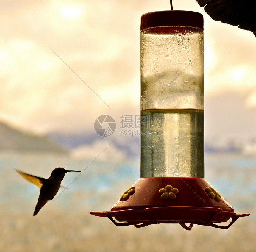 蜂鸟和饲料糖水食物图片