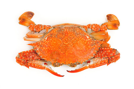 蓝蟹海鲜螃蟹动物食物用餐橙子背景图片