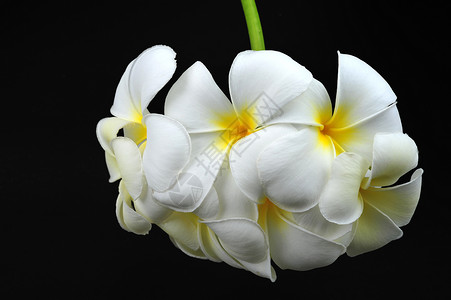 弗朗吉帕尼花朵鸡蛋花阳光白色花卉雨滴气候热带植物背景图片