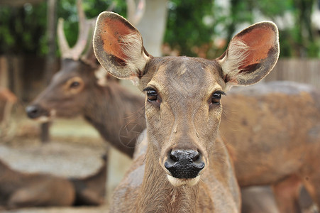 加泽勒动物羚羊兽耳棕色兽头背景图片