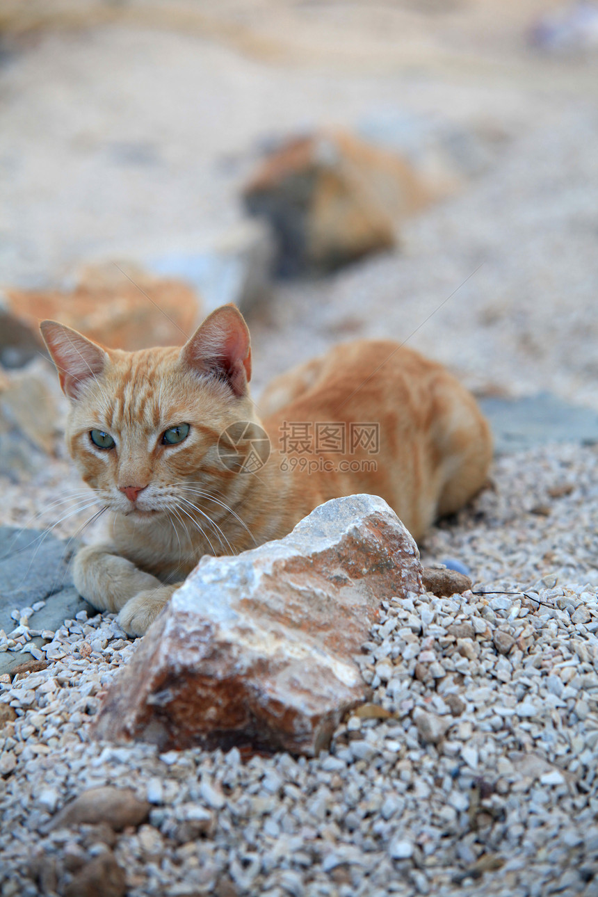 Ginger 猫胡须猫科动物毛皮头发猫咪爪子尾巴条纹动物哺乳动物图片