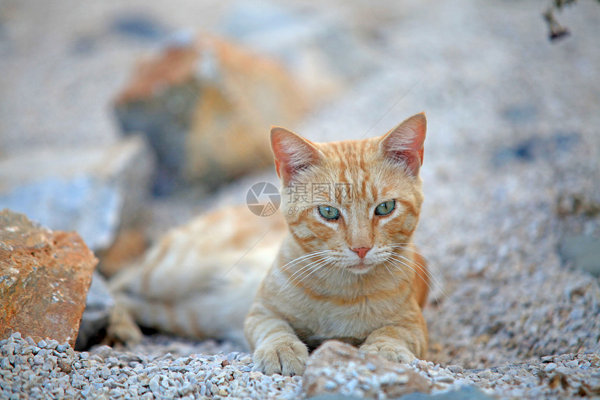 Ginger 猫尾巴猫咪哺乳动物毛皮爪子头发动物胡须猫科动物条纹图片