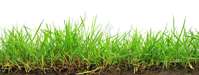 草环境植物草皮场地后院草地绿色高清图片