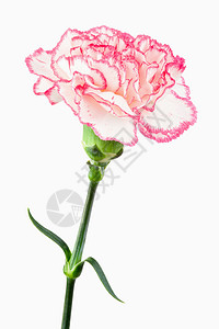 白色和粉红色康乃馨的近身高清图片