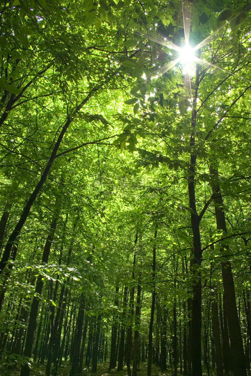 太阳在林中林地空地荒野宗教辐射风景植物薄雾树木森林图片