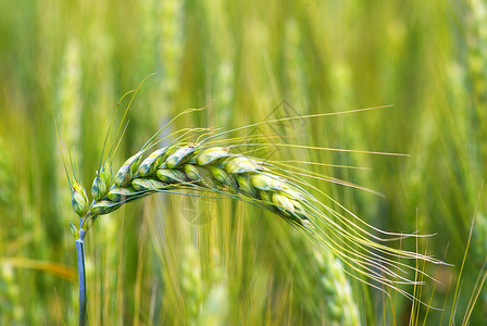 小麦田玉米生产场地种子绿色收成生长农场稻草粮食背景图片