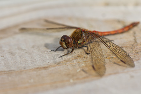 纹翅膀的素材静息的苍蝇动物荒野休息纹状体同峰翅膀蜻蜓眼睛宏观动物群背景