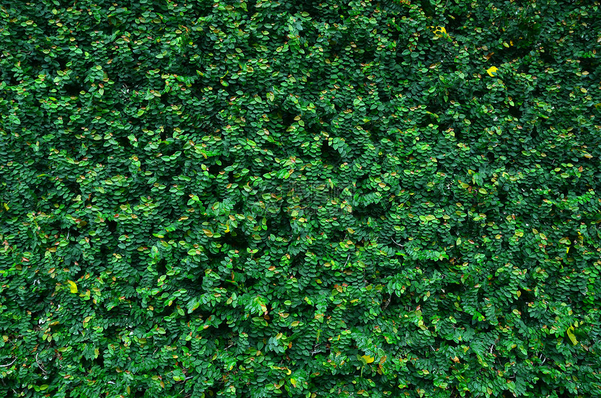 常春藤绿色植物前院树叶围墙后院生长图片