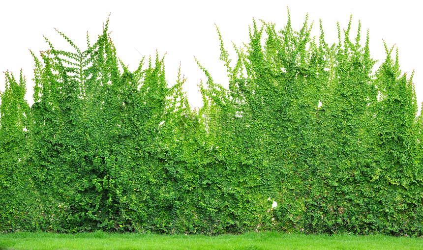 常春藤前院树叶围墙生长后院植物图片