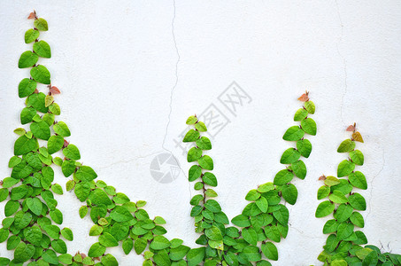 常春藤前院绿色树叶围墙植物生长后院背景图片