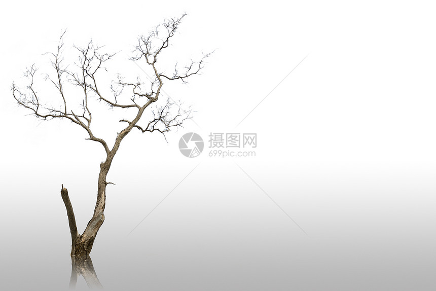 枯枯的枯树白色分支机构死亡水平植物木头反射图片