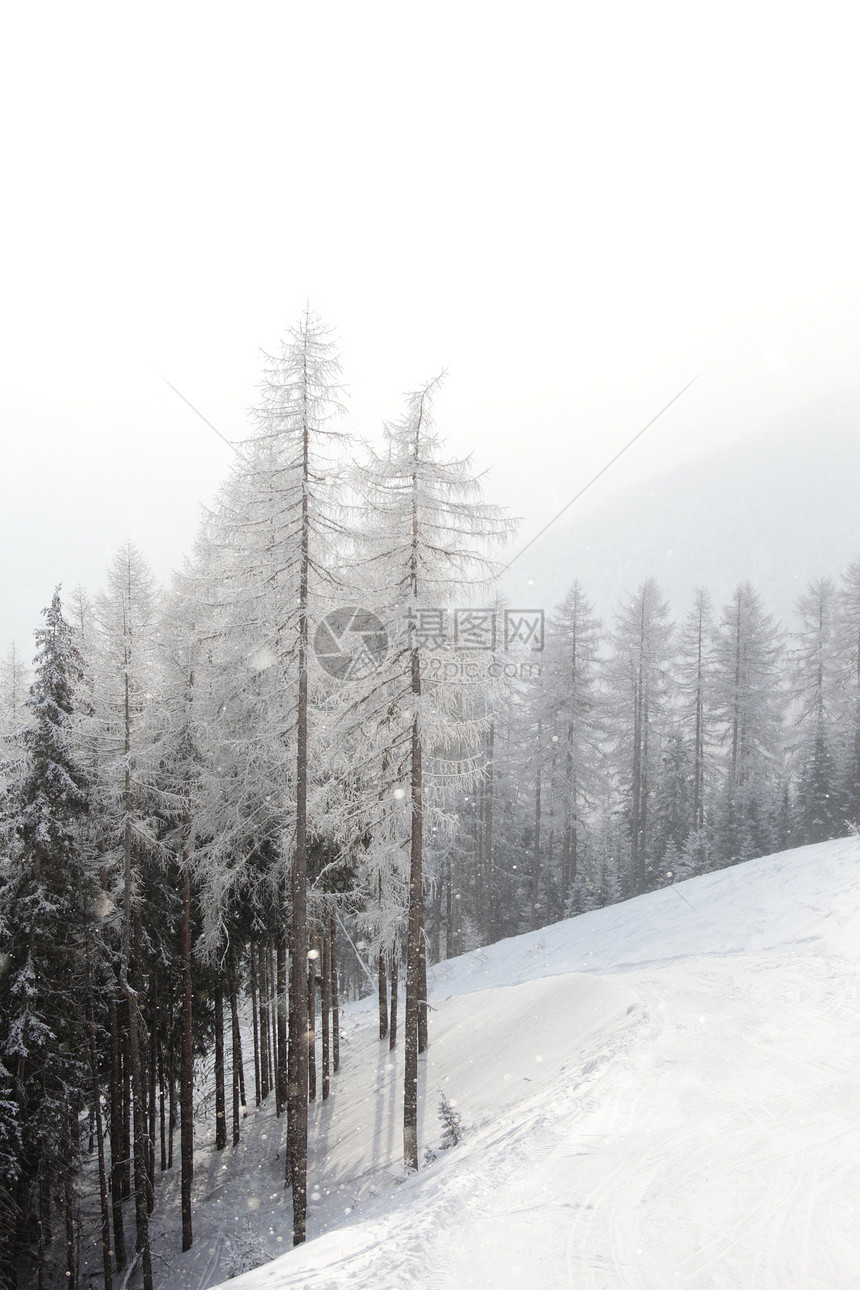 积雪中的森林全景高地旅行太阳照明暴风雪阳光木头天气季节图片