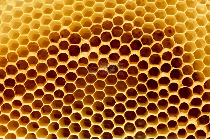 蜂窝碎片食物昆虫细胞美食野生动物框架蜂蜡茶点蜜室六边形图片