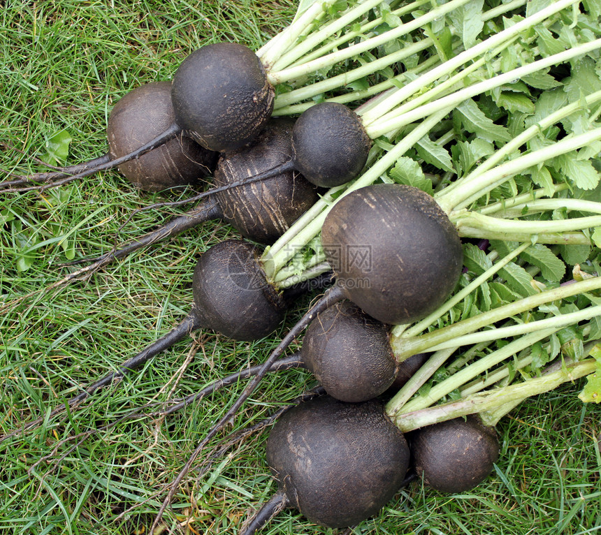 黑萝卜种植收成苦根食物菜园打扫生长维生素黑色蔬菜图片