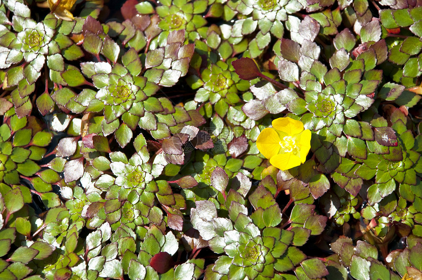 小黄黄色莲花花莲花状核桃属异国植物风化花园植物学花瓣软垫荷花图片