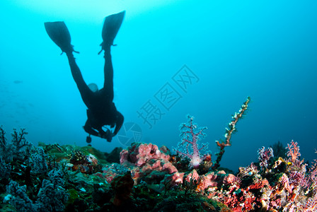 Scuba 潜水员珊瑚海洋红色浮潜蓝色运动绿色旅行岩石娱乐背景图片