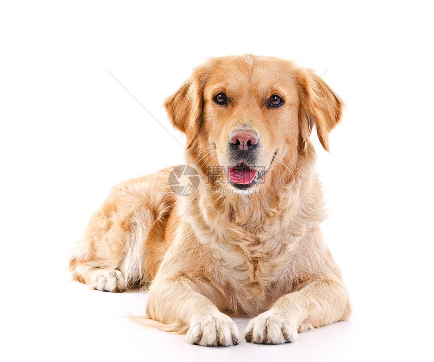 金金检索器打猎宠物棕色白色哺乳动物犬类回收器工作室猎犬图片