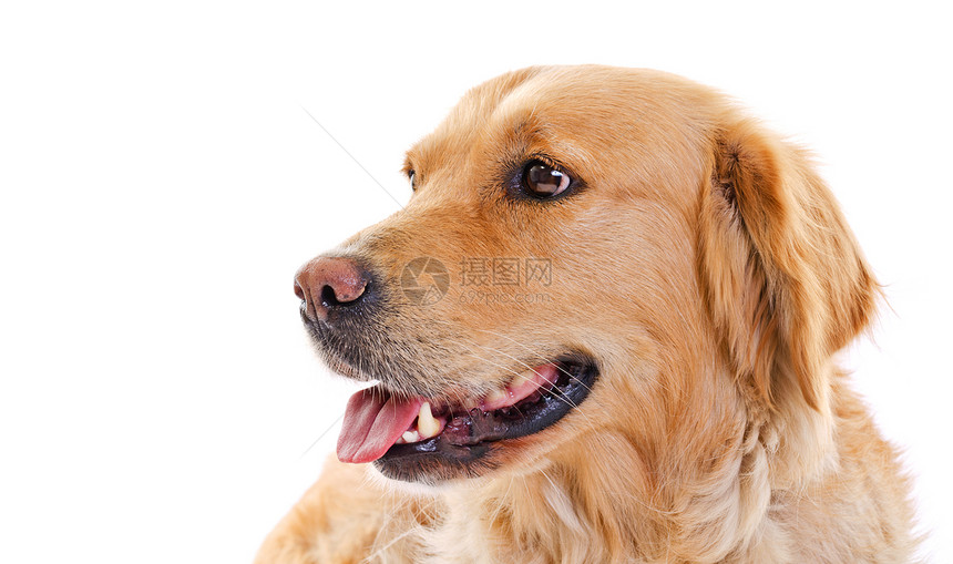 金金检索器犬类打猎哺乳动物白色工作室猎犬回收器棕色宠物图片