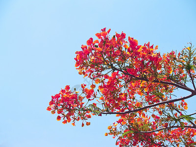 鲜花花蓝色天空植物学火焰红色植物群灌木皇家分支机构花园背景图片