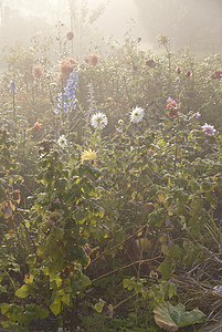 清晨鲜花花园薄雾玫瑰露珠大丽花花朵牧歌植物群阴霾植物背景图片