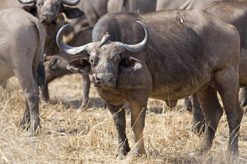 非洲野生非洲水牛城黄嘴哺乳动物旅行野生动物情调风景荒野咖啡馆国家水牛图片