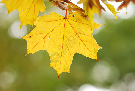 秋叶背景黄色森林叶子阳光树木背景图片