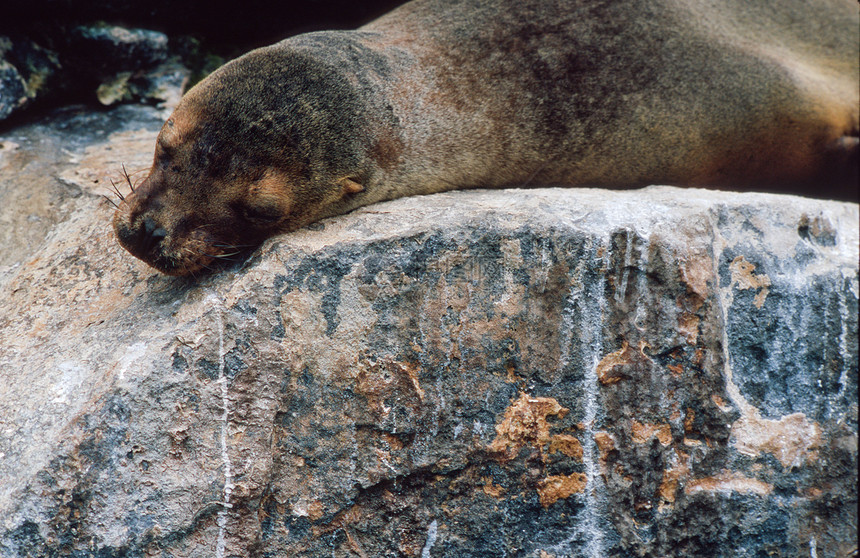 加拉帕戈斯海狮棕色休息睡眠海洋哺乳动物荒野海豹狮子动物海滩图片