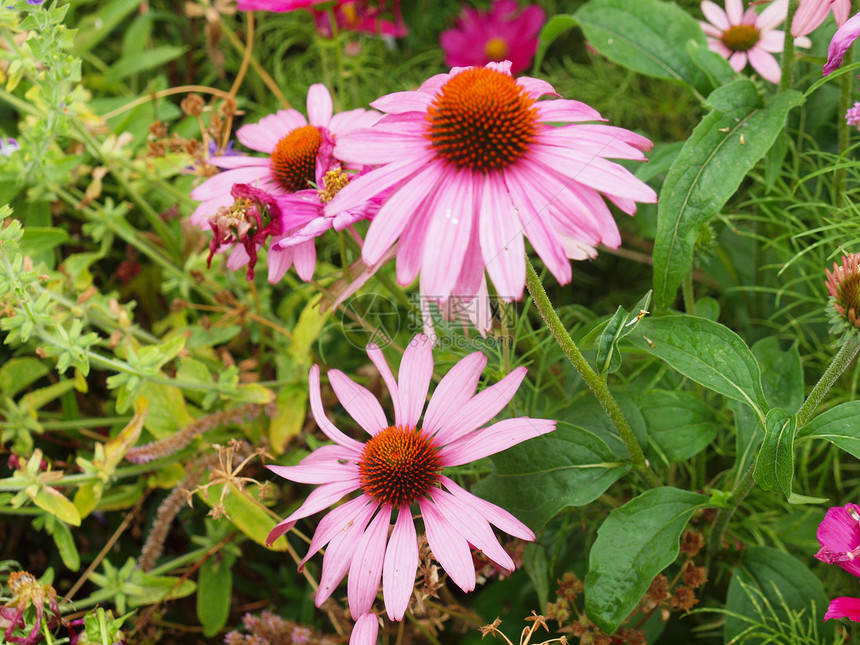 黛丝花花星科黄色粉色白色菊科植物小行星被子图片