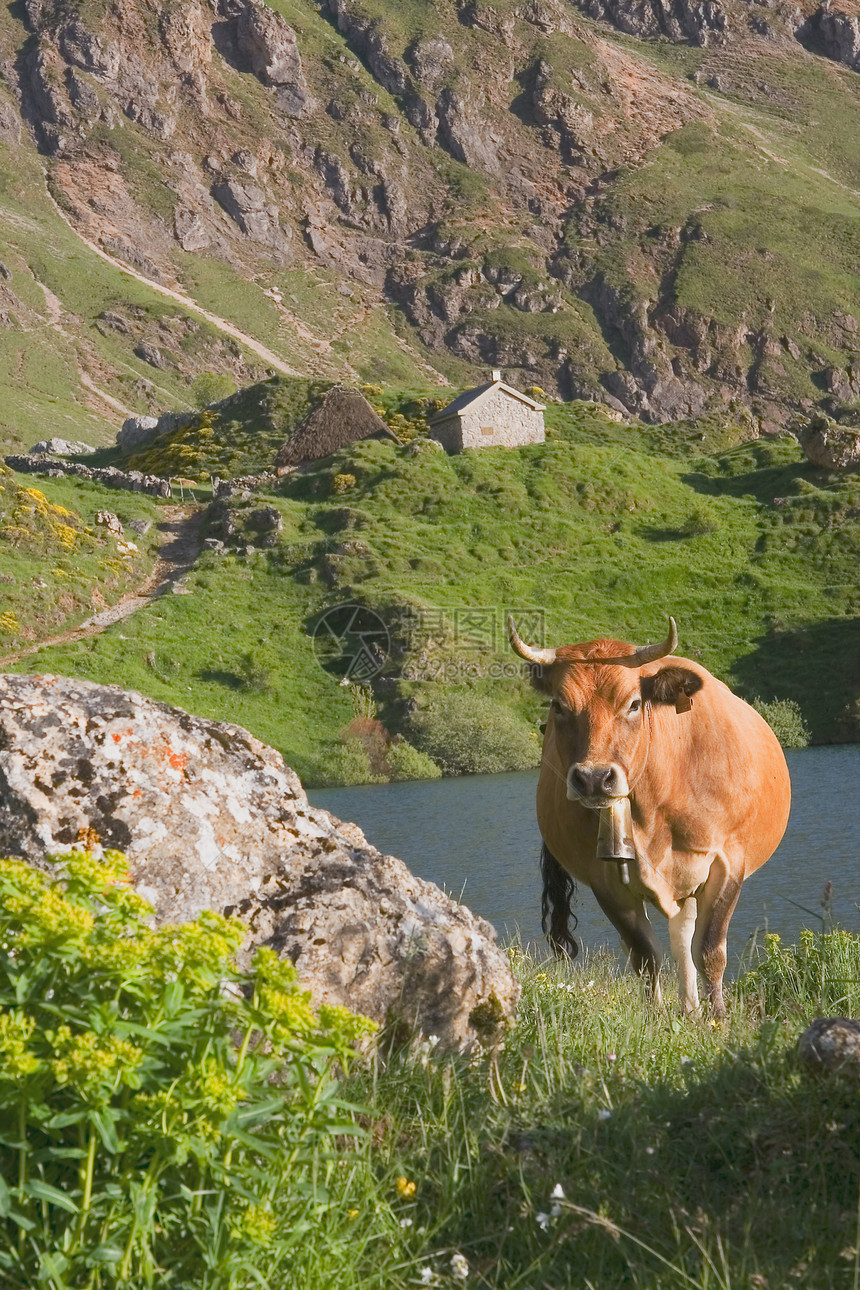 西班牙阿斯图里亚斯州索米多自然公园的牛图片