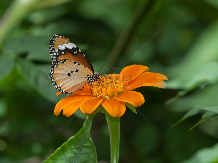 一只美丽的蝴蝶坐在花朵中花园向日葵黄色花瓣黑色橙子底面女王昆虫君主图片