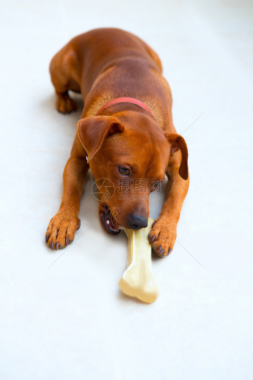 食骨头的小小小比尼舍狗毛皮训练动物病人小狗宠物犬类冠军皮肤吉祥物图片