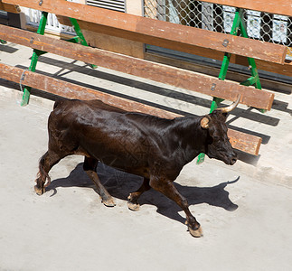 骑在奶牛背上在西班牙街头盛宴上骑公牛圆环观光旅游奇观冒险性热情斗牛文化旅行栅栏背景