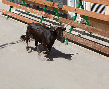 骑在奶牛背上在西班牙街头盛宴上骑公牛栅栏狂言街道村庄文化圆环热情奇观旅游国家背景