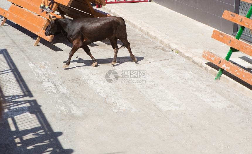 在西班牙街头盛宴上骑公牛斗牛旅行狂言奶牛街道跑步冒险性危险派对冒险图片