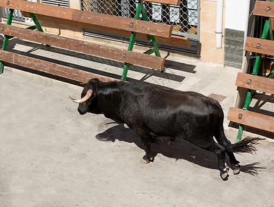 骑在奶牛背上在西班牙街头盛宴上骑公牛热情危险文化节日狂言风险牛角派对乐趣旅行背景