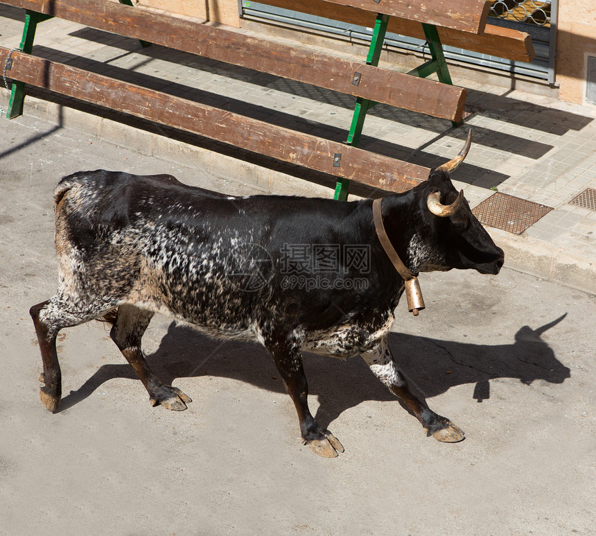 在西班牙街头盛宴上骑公牛观光栅栏奇观传统跑步牛角奶牛景点文化热情图片