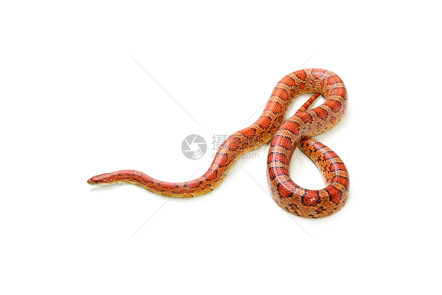 白色背景的玉米蛇橙子危险荒野滑行宠物动物学野生动物曲线动物濒危图片
