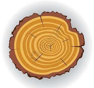 树干背景木制切割木材日志同心松树宏观插图裂缝木头时间戒指设计图片