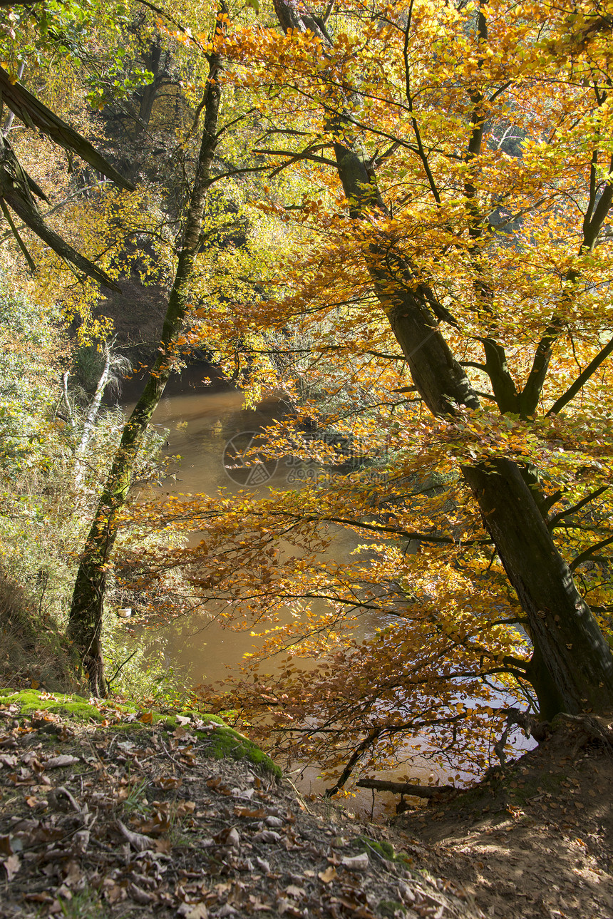 秋季风景山毛榉天空流动树叶橡木木头红色森林桦木绿色图片